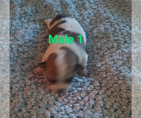 Medium Photo #2 Malchi Puppy For Sale in WOBURN, MA, USA