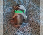 Small #1 Malchi