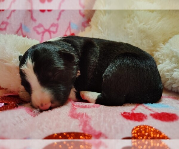 Medium Photo #8 Border Collie Puppy For Sale in NORBORNE, MO, USA