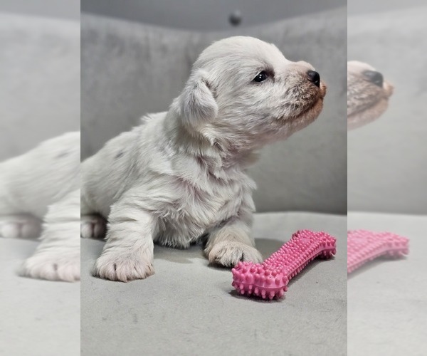 Medium Photo #3 Schnauzer (Miniature) Puppy For Sale in GOSHEN, IN, USA