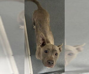 Mutt Dogs for adoption in Glen Allen, VA, USA