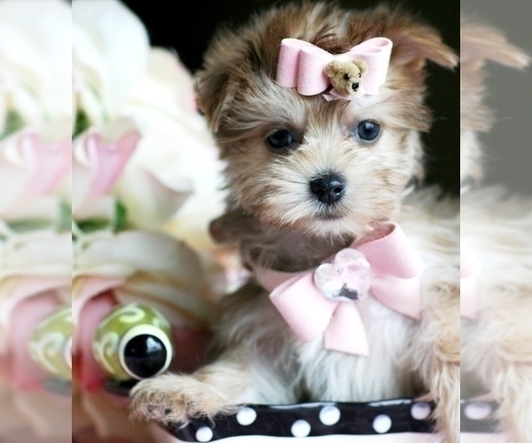 Medium Photo #13 Morkie Puppy For Sale in TAMPA, FL, USA