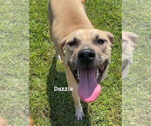 Dazzle - Female Mutt Dog for Adoption - Photo #7