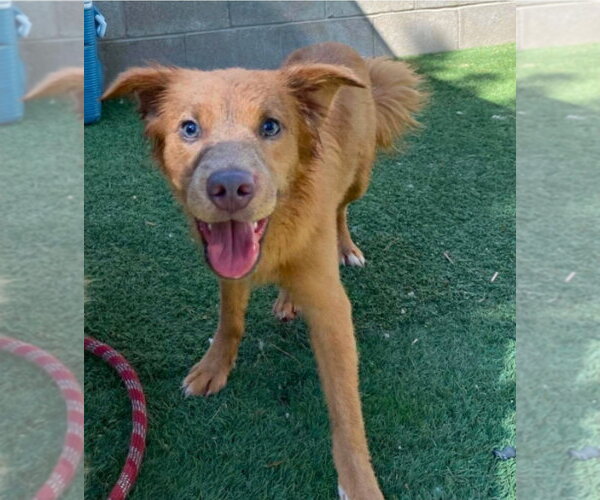 Medium Photo #3 Golden Retriever-Unknown Mix Puppy For Sale in Lakewood, CO, USA