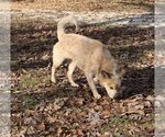 Small Photo #2 Red Heeler-Unknown Mix Puppy For Sale in Harrison, AR, USA