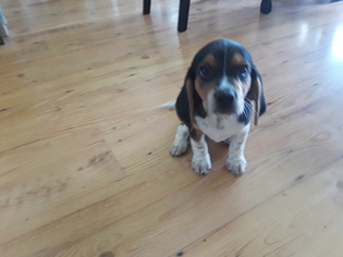 Beagle Puppy for sale in LANSE, PA, USA