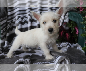 West Highland White Terrier Puppy for sale in SHILOH, OH, USA