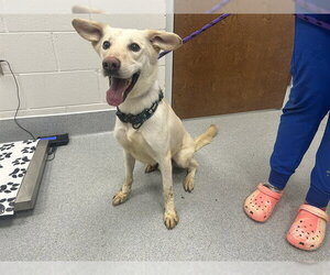 German Shepherd Dog-Unknown Mix Dogs for adoption in Ocala, FL, USA