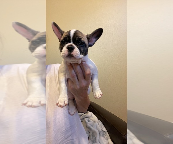 Medium Photo #3 French Bulldog Puppy For Sale in VISALIA, CA, USA