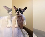 Small Photo #3 French Bulldog Puppy For Sale in VISALIA, CA, USA