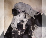 Small Photo #44 Great Dane Puppy For Sale in PIERSON, MI, USA