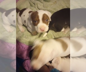 Medium American Bully