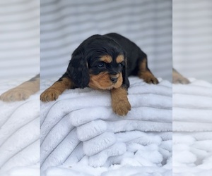 Cavalier King Charles Spaniel Puppy for sale in NILES, MI, USA