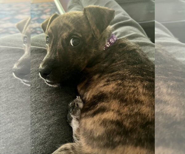 Medium Photo #2 American Pit Bull Terrier-Chihuahua Mix Puppy For Sale in Chester, VA, USA