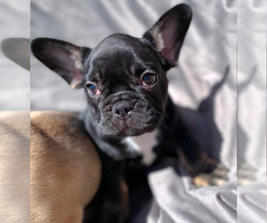 French Bulldog Puppy for sale in COLORADO SPRINGS, CO, USA