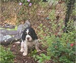 Puppy Jester English Springer Spaniel