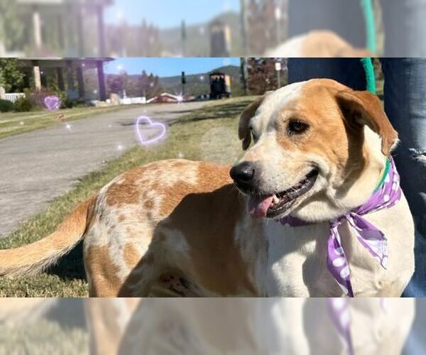 Medium Photo #1 Mutt Puppy For Sale in Rutledge, TN, USA