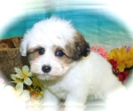 Small Photo #2 ShihPoo Puppy For Sale in HAMMOND, IN, USA