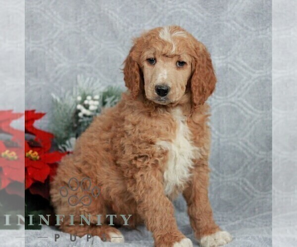 Medium Photo #4 Poodle (Standard) Puppy For Sale in LANCASTER, PA, USA
