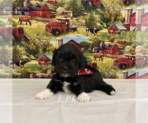 ShihPoo Puppy for sale in WINNSBORO, LA, USA
