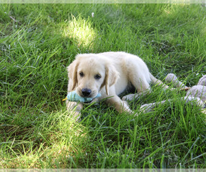 Golden Retriever Puppy for sale in SYRACUSE, IN, USA