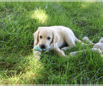 Image preview for Ad Listing. Nickname: Gilbert