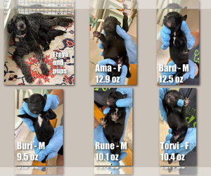 Poodle (Standard)-Unknown Mix Dogs for adoption in Benton, LA, USA