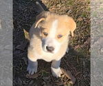 Small #2 Great Pyrenees Mix