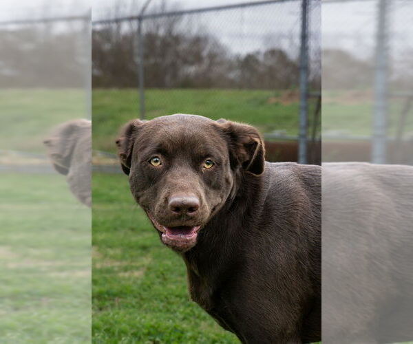 Medium Photo #2 Mutt Puppy For Sale in Abbeville, LA, USA