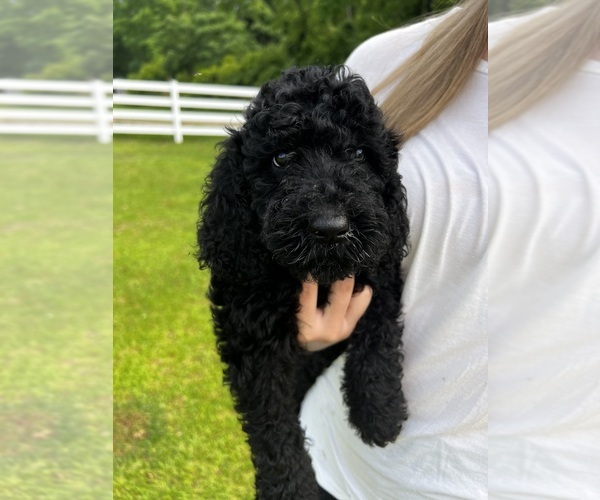 Medium Photo #4 Poodle (Standard) Puppy For Sale in TIMMONSVILLE, SC, USA