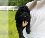 Small Photo #4 Poodle (Standard) Puppy For Sale in TIMMONSVILLE, SC, USA