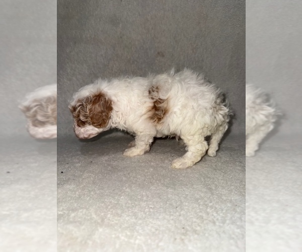 Medium Photo #4 Cavapoo (Miniature) Puppy For Sale in MUNFORDVILLE, KY, USA