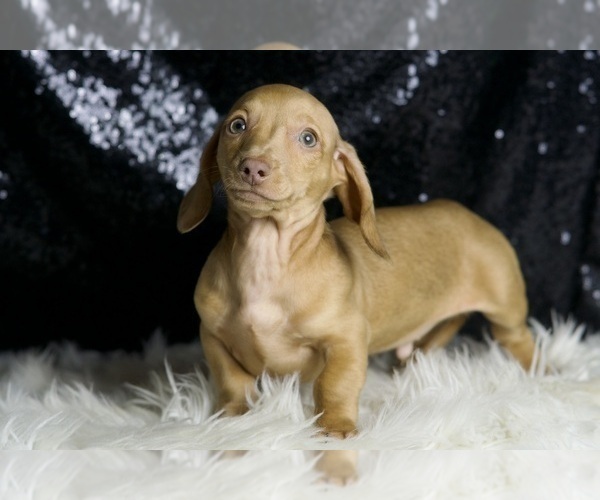Medium Photo #3 Dachshund Puppy For Sale in WARSAW, IN, USA