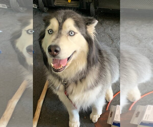 Medium Photo #1 Siberian Husky Puppy For Sale in Cedar Crest, NM, USA