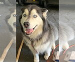 Cato - Male Siberian Husky Dog for Adoption - Small photo