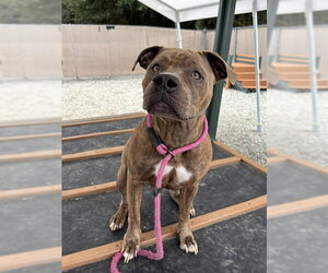 Mutt Dogs for adoption in Palmetto, FL, USA