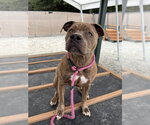 NALA - Female Mutt Dog for Adoption - Small photo