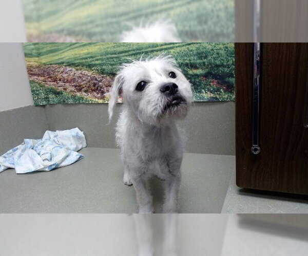 Medium Photo #1 Mutt Puppy For Sale in Moreno Valley, CA, USA