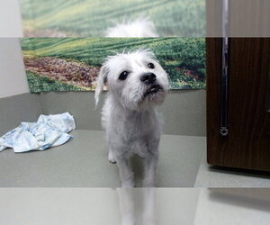Mutt Dogs for adoption in Moreno Valley, CA, USA
