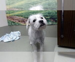 Small Mutt