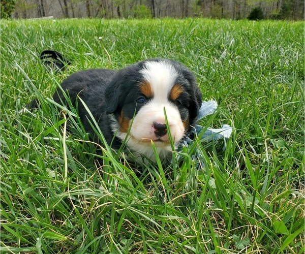 Medium Photo #5 Bernese Mountain Dog Puppy For Sale in NORWOOD, MO, USA