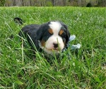 Small #4 Bernese Mountain Dog