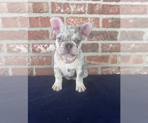 French Bulldog Puppy for Sale in ARNAUDVILLE, Louisiana USA