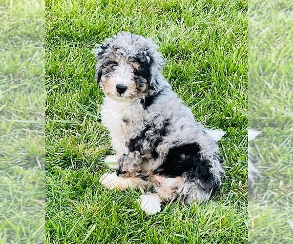 Medium Photo #5 Bernedoodle (Miniature) Puppy For Sale in HENDERSONVILLE, NC, USA