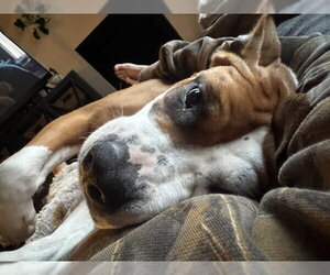 Shireen - Female Mutt Dog for Adoption - Photo #18
