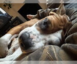 Small Photo #18 Mutt Puppy For Sale in Crete, IL, USA