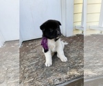 Puppy 6 Akita