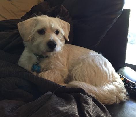 Medium Photo #1 Cairn Terrier-Dachshund Mix Puppy For Sale in FRISCO, TX, USA
