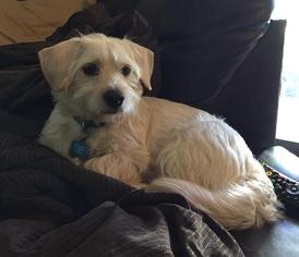 Cairn Terrier-Dachshund Mix Dogs for adoption in FRISCO, TX, USA