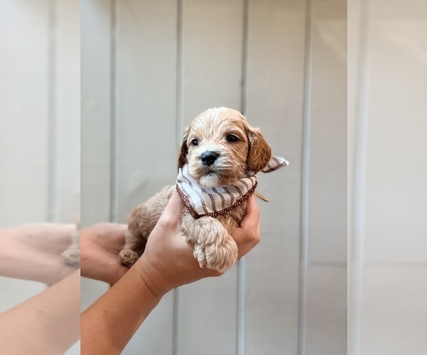 Medium Photo #5 Cock-A-Poo Puppy For Sale in TRINITY, NC, USA